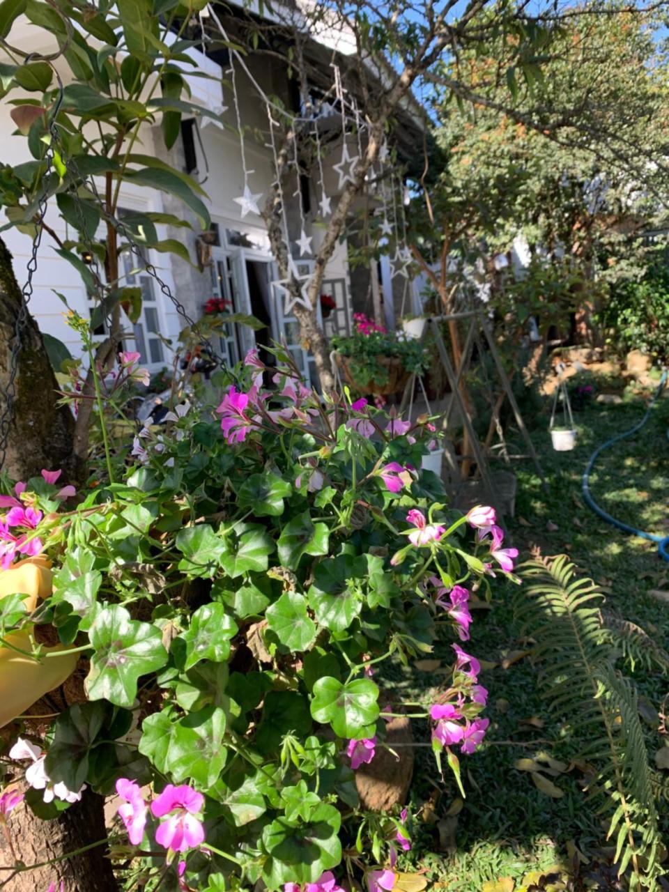 De Daisy Villa Homestay Νταλάτ Εξωτερικό φωτογραφία