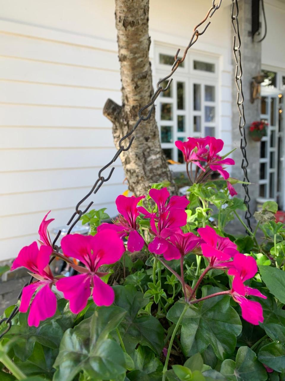 De Daisy Villa Homestay Νταλάτ Εξωτερικό φωτογραφία