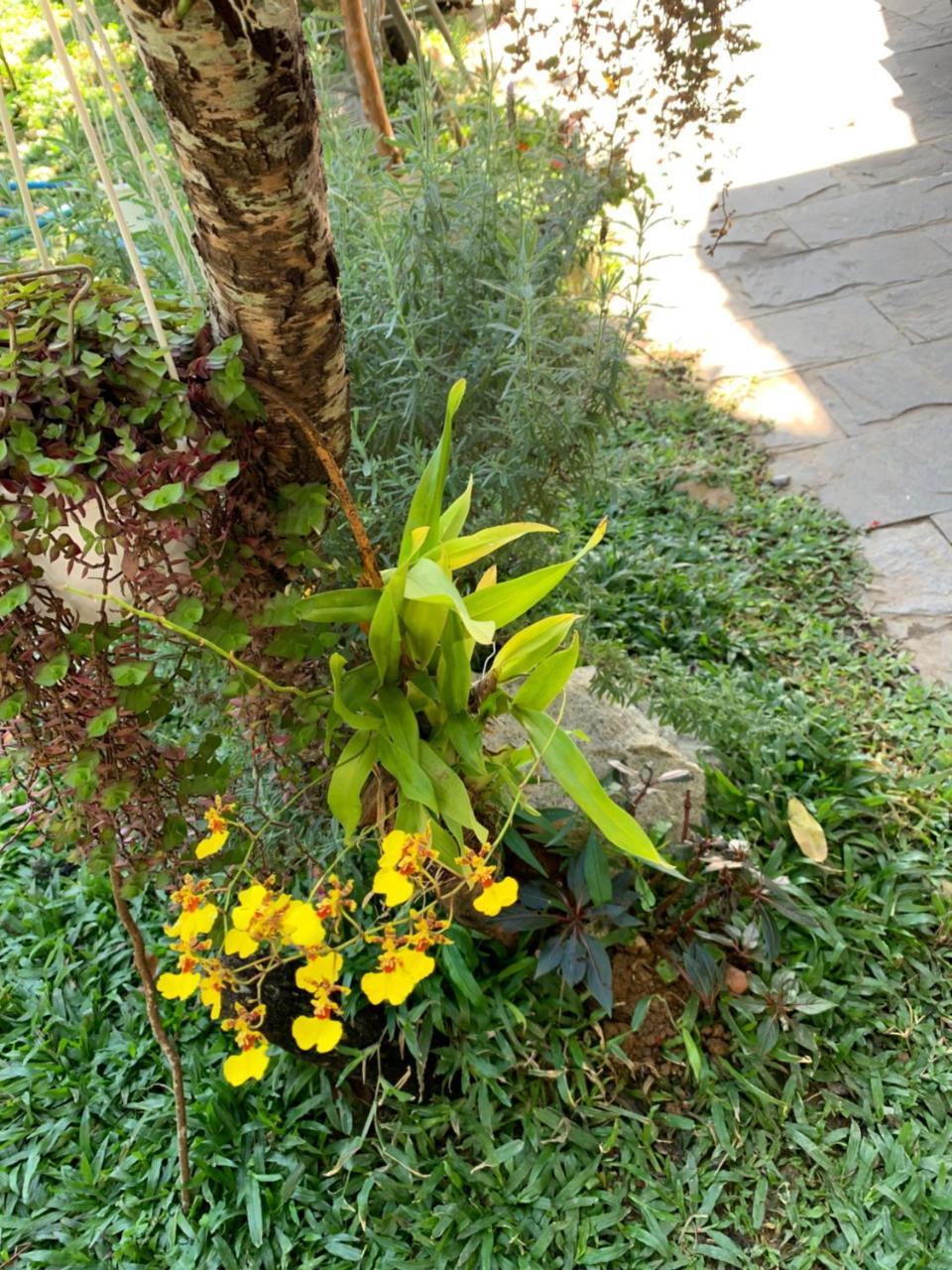 De Daisy Villa Homestay Νταλάτ Εξωτερικό φωτογραφία